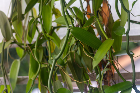 Vanilla plant with the Latin name vanilla planifolia, grows in pots, is used as a shade plant, is a...