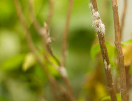 Cotton bugs attack plants, sticking to stems or twigs or leavesの写真素材