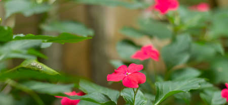 Impatiens balsamina, commonly known as balsam, garden balsam, rose balsam, touch-me-not or spotted snapweed, is a species of plant native to India and Myanmar.の写真素材