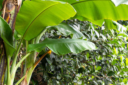 a clump of banana trees with green leaves and dark brown leaves, old midribs turn brownの写真素材