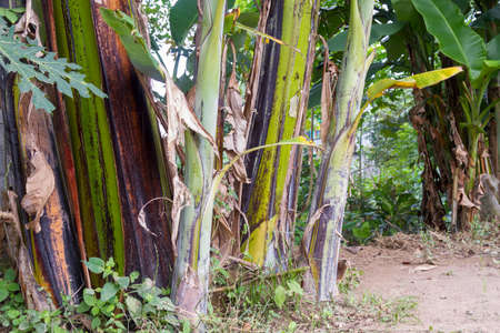 a clump of banana trees with green leaves and dark brown leaves, old midribs turn brownの写真素材