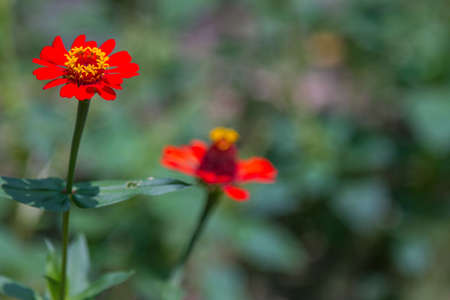 Paper flowers with the type of zinnia ellegants or zinnia violacea are blooming with beautiful colorsの写真素材