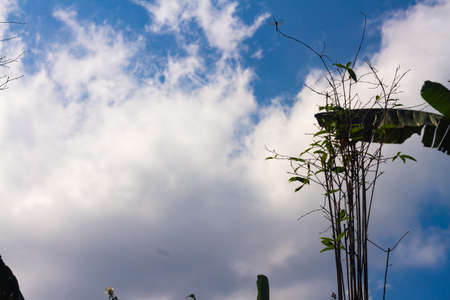 Shrubs and banana leaves with a bright blue sky background with white clouds dominatingの写真素材