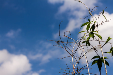 Wild shrubs against the background of blue sky on a sunny day and white clouds
