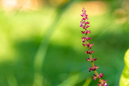 Weeds and shrubs are photographed to reveal details, leaf tips are clearly visible, and sometimes have flowers that are rarely noticedの写真素材