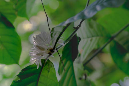 Coffee is a brewed drink prepared from roasted coffee beans, the seeds of berries from certain Coffea species. From the coffee fruit, the seeds are separated to produce a stable, raw product: unroasteの写真素材