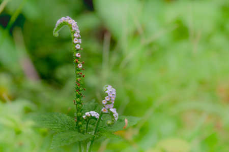 aa blade of grass with white and purple flowers, with the ends of the flower stalks curvedの写真素材