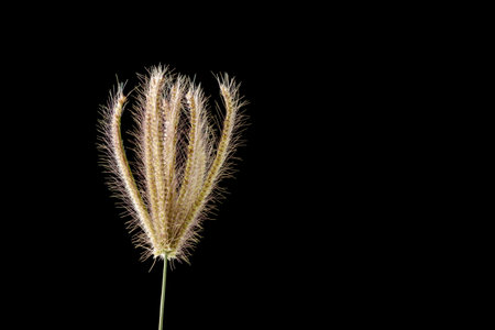 a blade of grass with dried flowers with a yellowish color on a black background, the object has been isolated and can be used for illustration and backgroundの写真素材