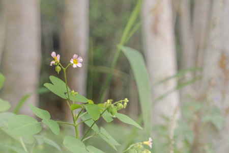Oxalis barrelieri, the Barrelier's woodsorrel, or lavender sorrel, also commonly called in French...