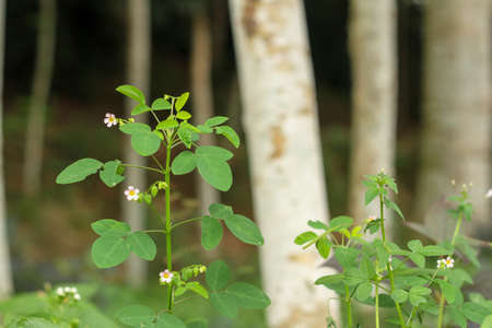 Oxalis barrelieri, the Barrelier's woodsorrel, or lavender sorrel, also commonly called in French trÃ¨fle, oseille-marron, or oseille-savane, is a plant from the genus Oxalis. It also bears the Latin sの写真素材