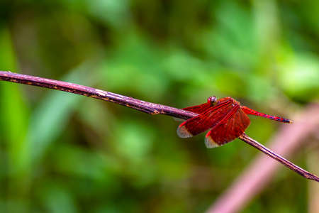 A red dragonfly perches on a dry albisia tree branch, green leaves background with sweet blurの写真素材