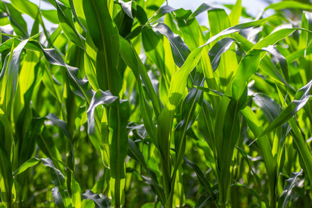 Clumps of corn plants thrive in the fields, green with young stems, for the background with the...