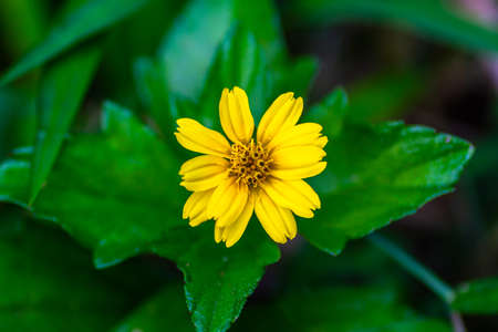 Creeping buttercup plant with yellow flowers in the middle with green leaf edgesの写真素材