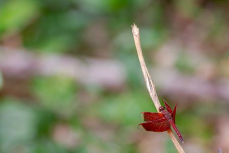 A red dragonfly perches on a tree branch, the position of the dragonfly is in a corner with other areas blurred as a place for other elementsの写真素材