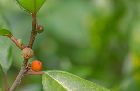 Medicinal plants are known as Hairy Fig, Palmate Cleft Fig, Ficus hirta Vahl, colorful fruit on a...