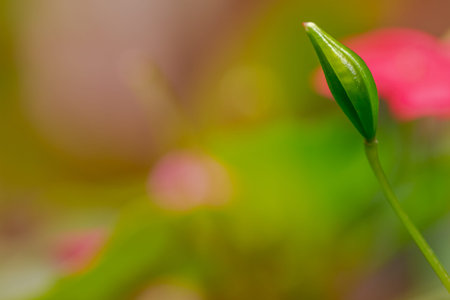 Balsam flower or Impatiens balsamina that has turned into seed candidates with a blur background