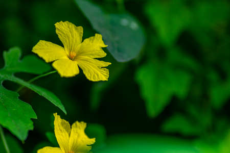 Yellow forest bitter melon flower with green foliage background, nature conceptの写真素材