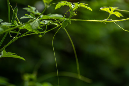 The shoots of the forest bitter melon plant with fresh green tendrils, for the background with the...
