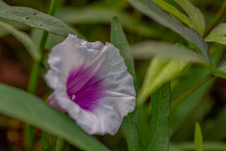 Purple and white sweet potato flowers, located in a hot tropical fieldの写真素材