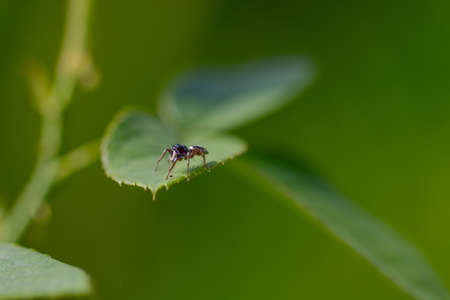 Jumping spider perched on the top of a rose leaf on a blurry green backgroundの写真素材