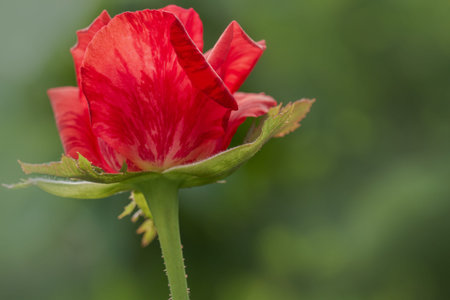 A red rose with its petals streaked with dark colours