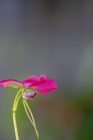 A pink balsam flower with a green stemの写真素材
