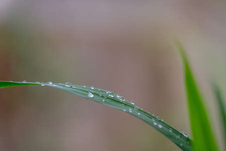 Yellow Irish leaf blade with dew and light brown backgroundの写真素材
