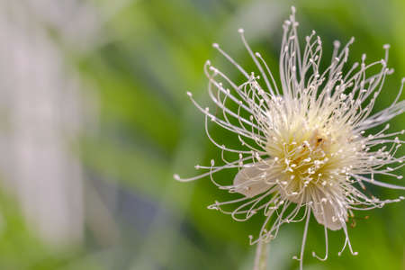 A flower from a watery rose apple tree in bloom is ivory whiteの写真素材