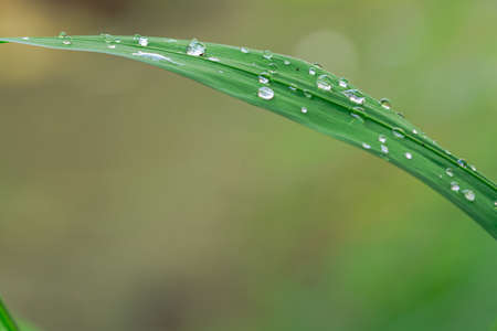 Yellow Irish leaf blades are still wet with morning dewの写真素材