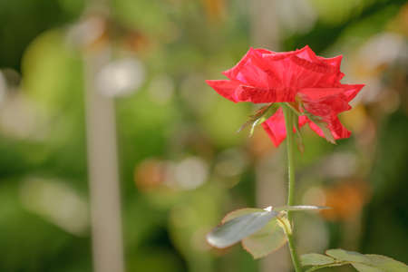 Striped red roses seen from the side on a green leaf backgroundの写真素材