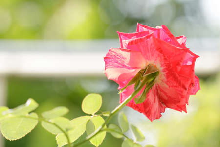 Striped red roses focus on flower petals on green foliage backgroundの写真素材