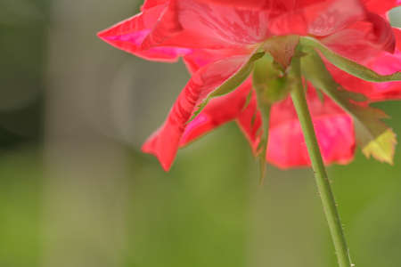 Striped red roses seen from below on a green leaf backgroundの写真素材