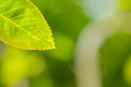 Red rose leaf shoots, clearly visible leaf skeleton, blurred green foliage backgroundの写真素材