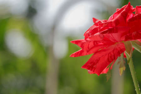 Striped red roses seen from the side against the sun's backgroundの写真素材