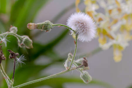 Lilac tasselflower in bloom, round white in shape, ready to fly its seedsの写真素材