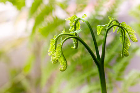 Fern leaf buds are getting ready to bloom into leaves with interesting patterns, growth and nature conceptの写真素材