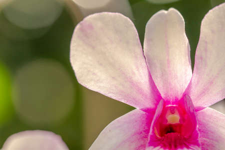 The orchid flower with the species name Dendrobium nobile is in bloom in white and purpleの写真素材