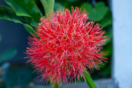 Blood lily flower shaped red ballの写真素材