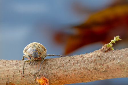 A sugarcane white grub or Lepidiota stigma clings to a tree branch with a background of brown leaves that are about to fallの写真素材