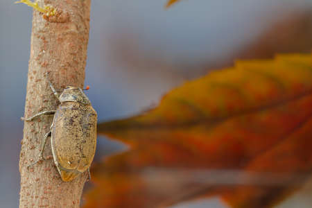 A sugarcane white grub or Lepidiota stigma climbing starfruit trunk, autumn conceptの写真素材