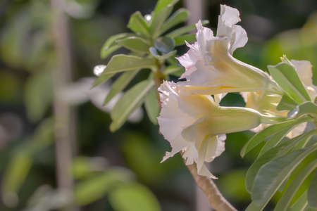 Two ivory white Adenium flowers on a leaf backgroundの写真素材
