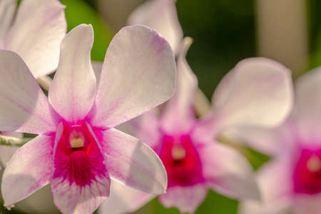 An orchid flower that has the type of dendrobium nobile, close up, white and purpleの写真素材