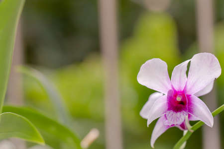 An orchid flower that has the type of dendrobium nobile, with a blurry green foliage backgroundの写真素材