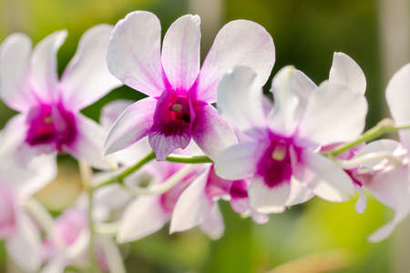 A sprig of an orchid of the dendrobium nobile type, with flowers and leaves in the backgroundの写真素材