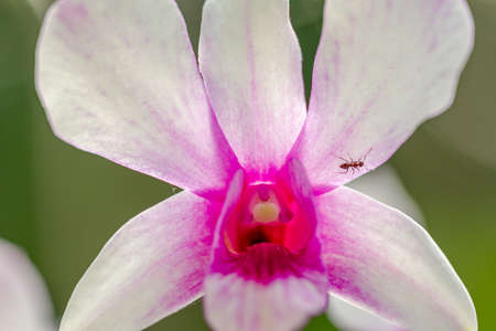 An orchid that has the type of dendrobium nobile, with an ant on one of the petalsの写真素材
