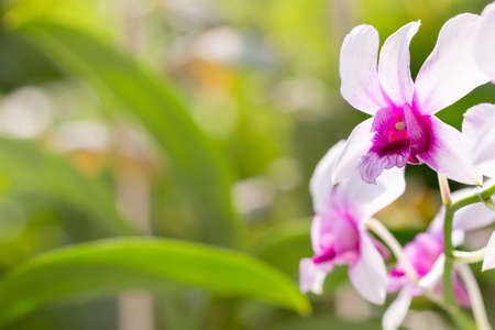 A sprig of an orchid of the dendrobium nobile type, with flowers and leaves in the backgroundの写真素材