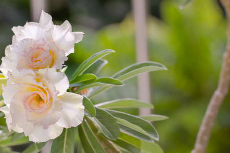 Two ivory white Adenium flowers on a leaf backgroundの写真素材