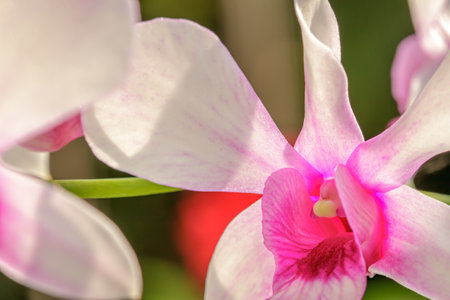 An orchid in bloom is purple and white on a sunny dayの写真素材