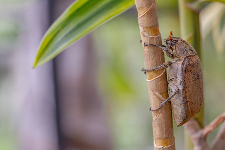 A sugarcane white grub or Phyllopoga Postancessis perches on a dracaena plantの写真素材