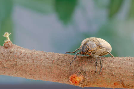 A sugarcane white grub or Phyllopoga Postanceensis crawls on a bilimbi tree branch, for nature, food, and animal conceptの写真素材